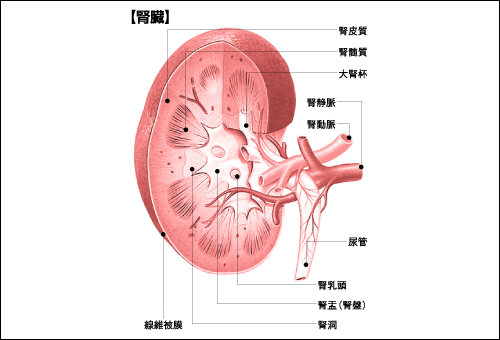 腎臓 人体用語事典 情報 知識 オピニオン Imidas イミダス