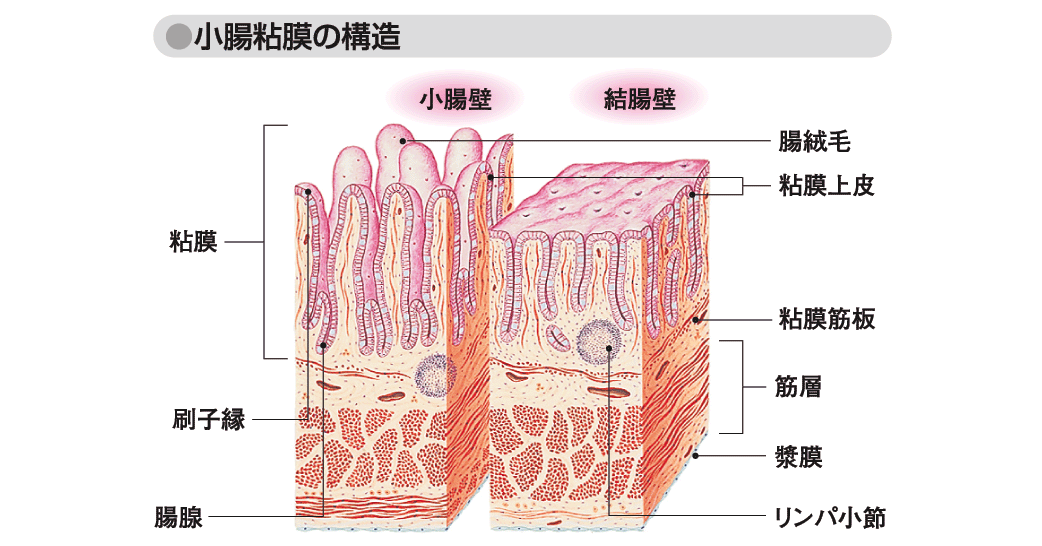 小腸壁 腸液 人体用語事典 情報 知識 オピニオン Imidas イミダス