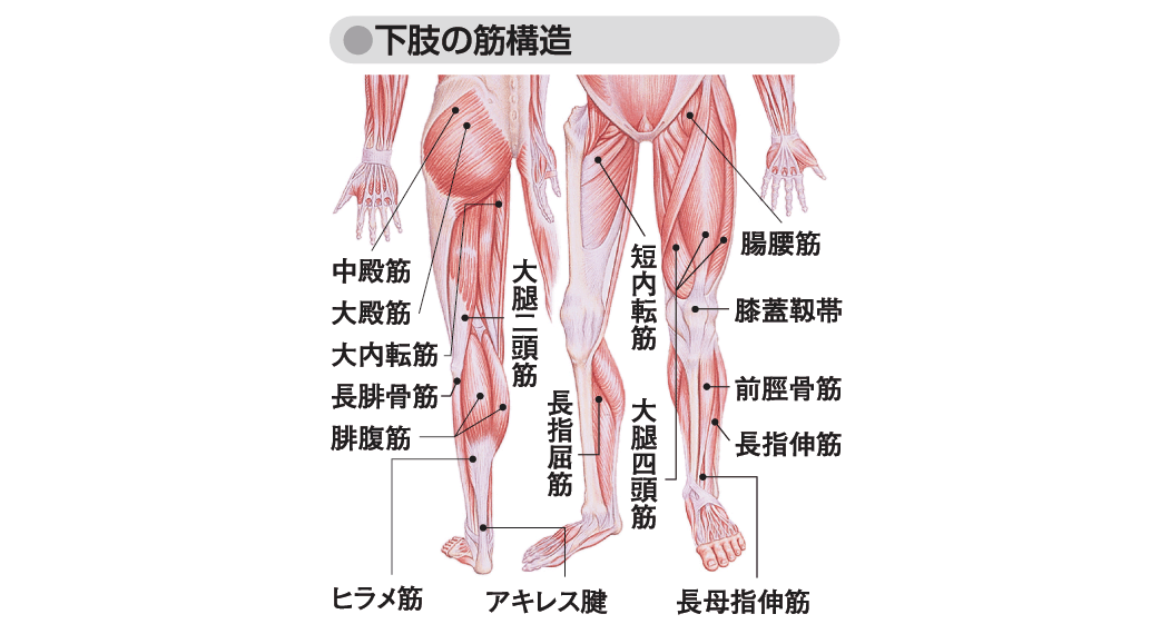 下肢の筋 人体用語事典 情報 知識 オピニオン Imidas イミダス