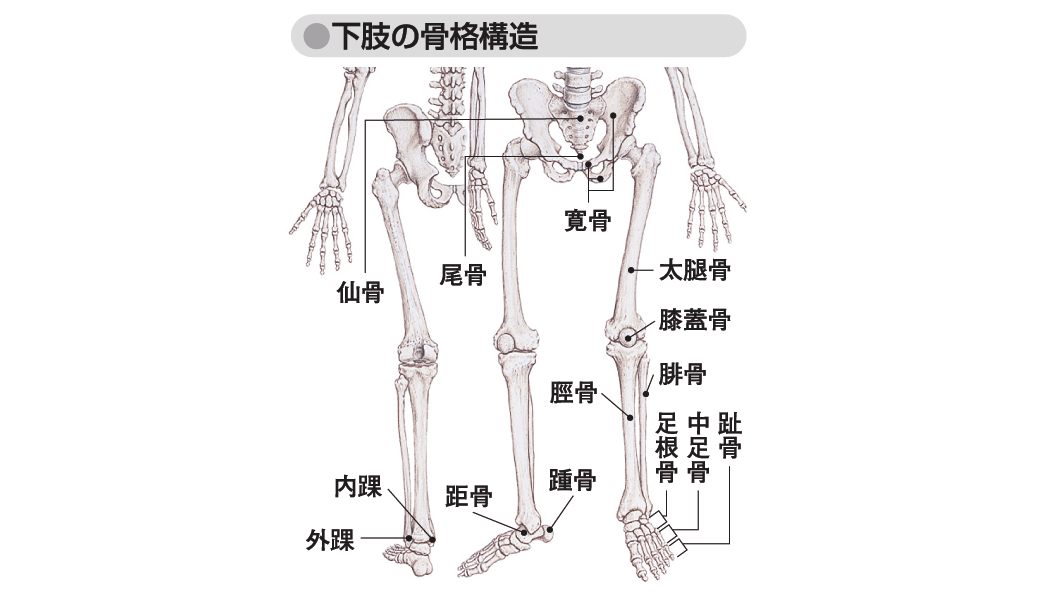 下肢の骨格 人体用語事典 情報 知識 オピニオン Imidas イミダス