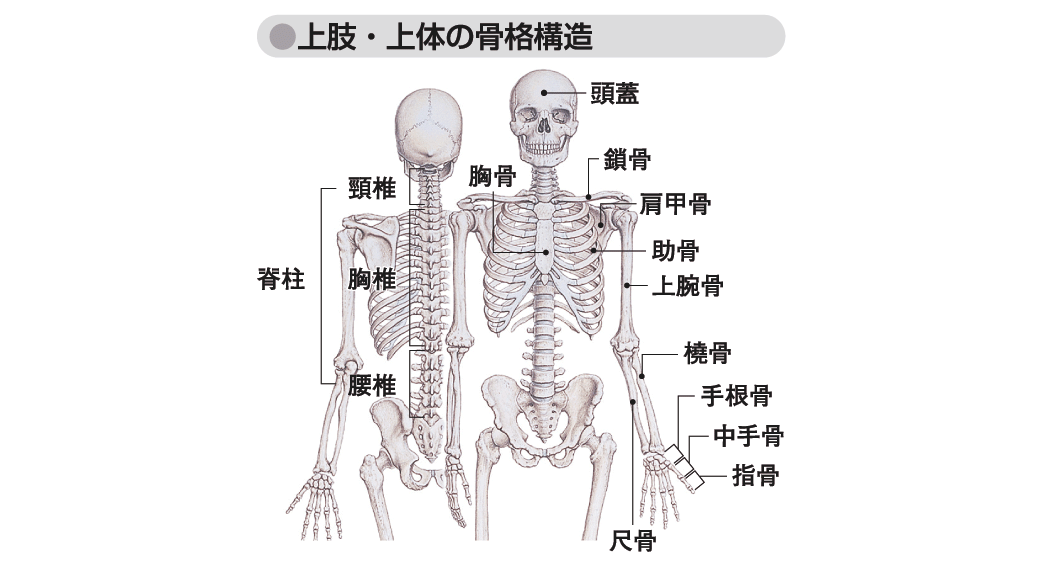 上肢の骨格 人体用語事典 情報 知識 オピニオン Imidas イミダス